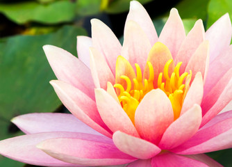 Closeup sweet pink lotus flower on the pond