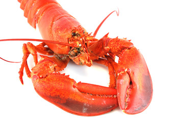 single cooked red lobster isolated on white background