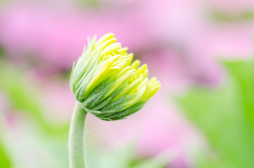 Fototapeta premium Yellow Gerbera flower blossom in spring
