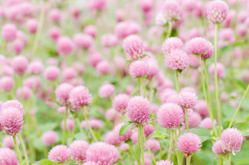 Pink Globe Amaranth flower blossom in a garden