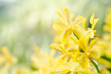 Yellow orchid flower blossom in spring