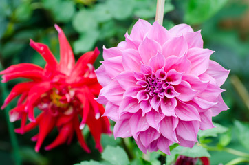 Pink and red dahlia flower blossom in spring