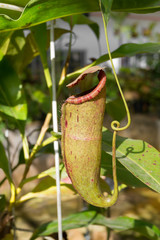 Nepenthes or monkey cups, Tropical pitcher plants