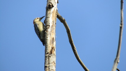 pajaro, ave en familia