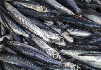 Mackerel fish on market table for sell. Sea mackerel on display.