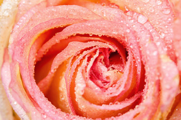 Pink Rose Flower.