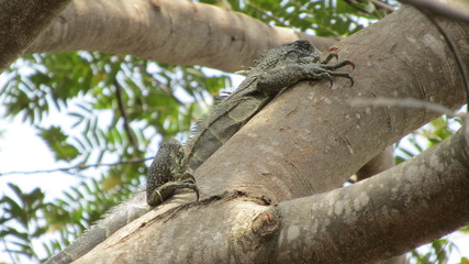 reptil