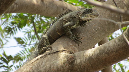 reptil