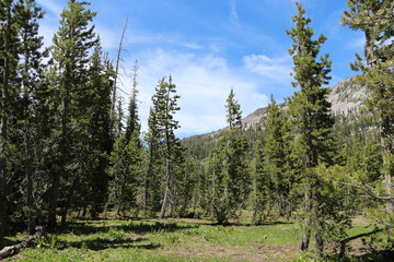 Pine Trees And Sky At Lassen Volcanic National Park 