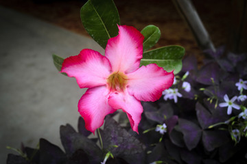 Impala Lily