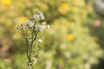 flower on bokeh background