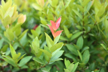 Syzygium australe