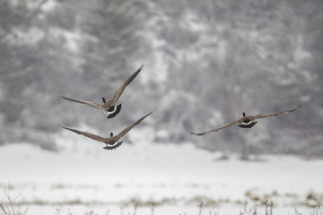Geese flying low in winter.