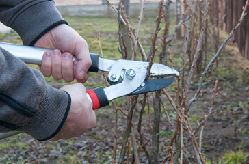pruning currant bush