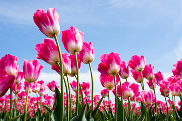 Pink and white tulips growing on a tulip field