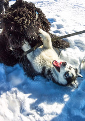 Young Husky and Black Russian Terrier play fighting in snow