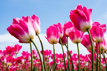 Pink and white tulips growing on a tulip field