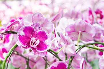 Fototapeta na wymiar Multicolor beautiful tropical orchid flower.