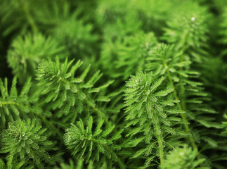 algae