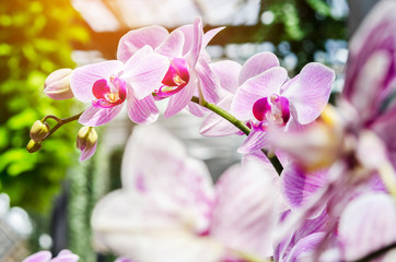 Naklejka na ściany i meble Multicolor beautiful tropical orchid flower.