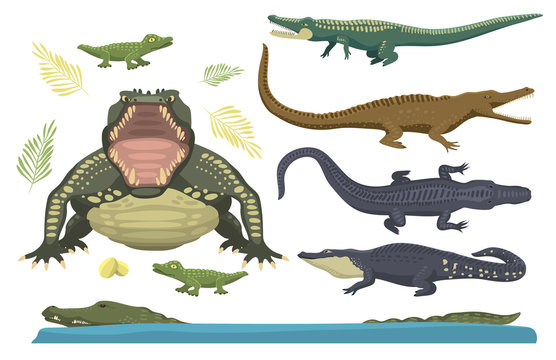 Cartoon green crocodile danger predator and australian wildlife river reptile carnivore alligator with scales teeth flat vector illustration.