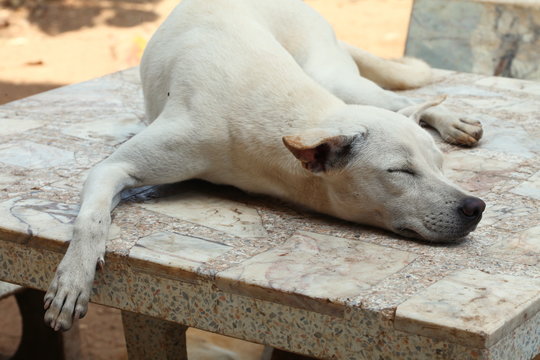 The white color dog sleeping action among outdoor scene represent the animal and pet concept related idea.