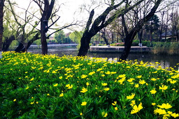 Fototapeta premium Flower garden