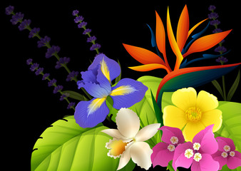 Different types of flowers on black background