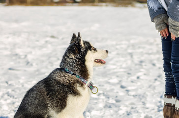 Young husky give treats to hand closeup