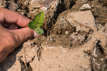 Planting trees back to nature