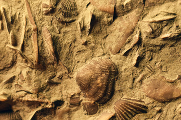 Fossil Close Up