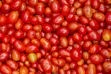Tomato (Lycopersicon esculentum Mill)