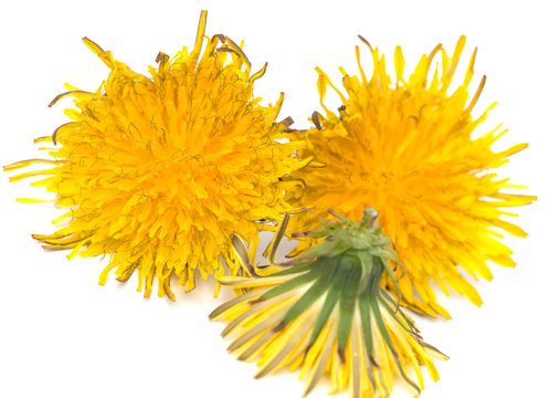 yellow dandelion flowers on a white background