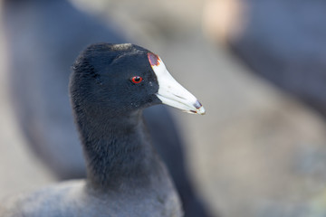 American Coot (Fulica Americana) Headshot