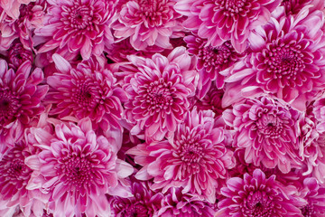 Chrysanthemum in garden