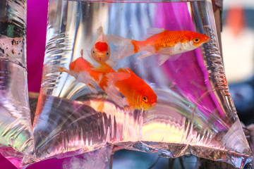 aquarium fish in a plastic bag with water for carrying