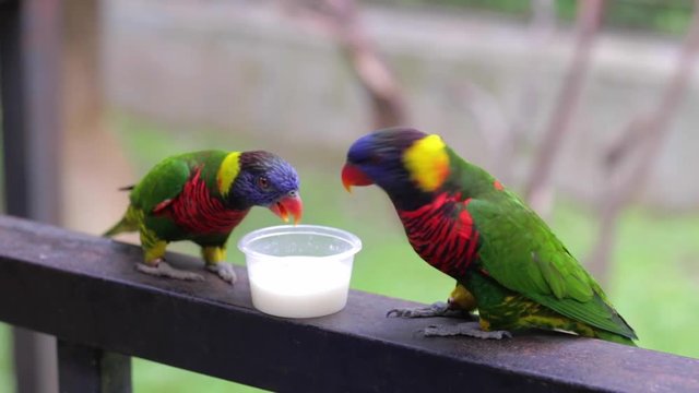 Two Rainbow Lorikeet Drink Milk and Play