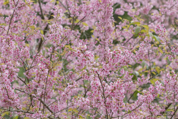Obraz premium Wild Himalayan Cherry,Prunus cerasoides