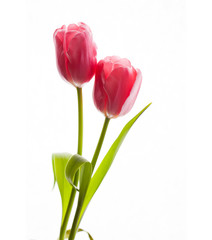 Beautiful pink tulips, floral wallpaper
