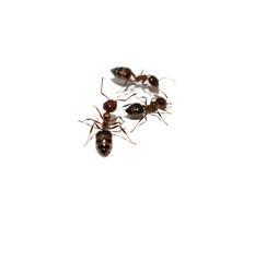 ants on a white wall