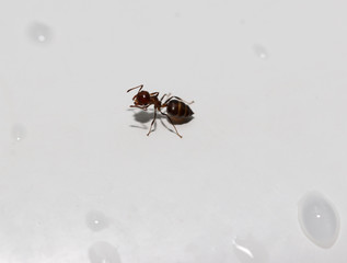 ants on a white wall