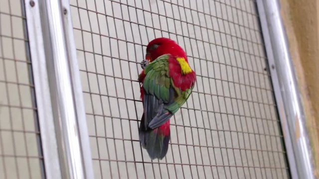 Chattering Lory Sits on a Cage