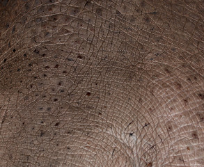 Naklejka premium hippo skin as background