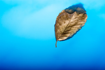 Gold color dry leaf placed in blue water