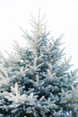 background image of white spruce