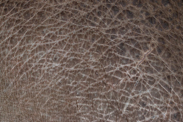 hippo skin as background