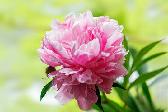 Pink peony flower on light green background, selective focus