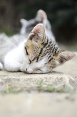 sleeping kitten