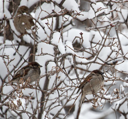 sparrow bird on a branch with snow