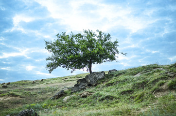 Fototapeta na wymiar Lonely tree in a field